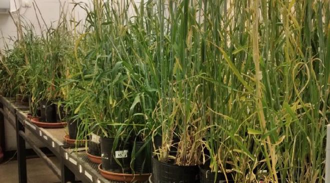 Plantas de la generación T2, tanto wild type (no modificadas) como transgénicas, en una cámara de cultivo. Imágenes gentileza de los investigadores