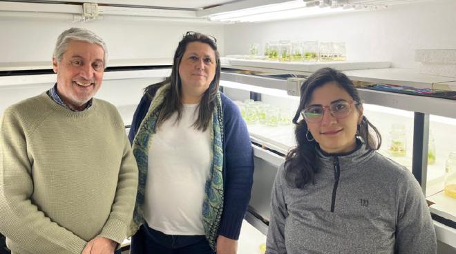 Hugo Permingeat, María Victoria Busi, y Rosario Gómez Ibarra, en la cámara de cultivo in vitro, donde se preparan los explantos para la transformación genética. Imágenes crédito de los investigadores