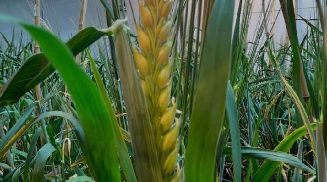 Detalle de una espiga de planta transgénica en crecimiento dentro de la cámara de cultivo. Imágenes: gentileza investigadores