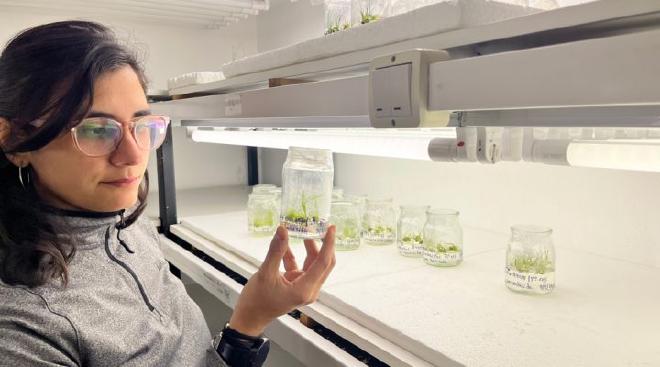 Rosario Gómez Ibarra observa la regeneración a partir del cultivo in vitro de plantas transformadas. Fotos: gentileza de los investigadores