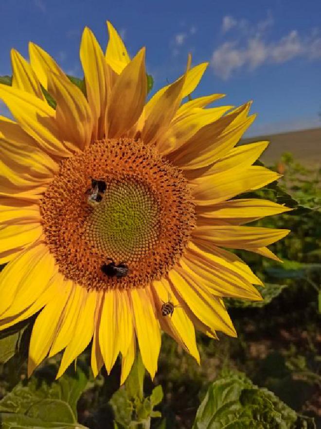 Un abejorro de tierra, un abejorro de piedra y una abeja melífera en uno de los campos de girasoles investigados como parte del estudio. Crédito de la imagen: Valentina Vey