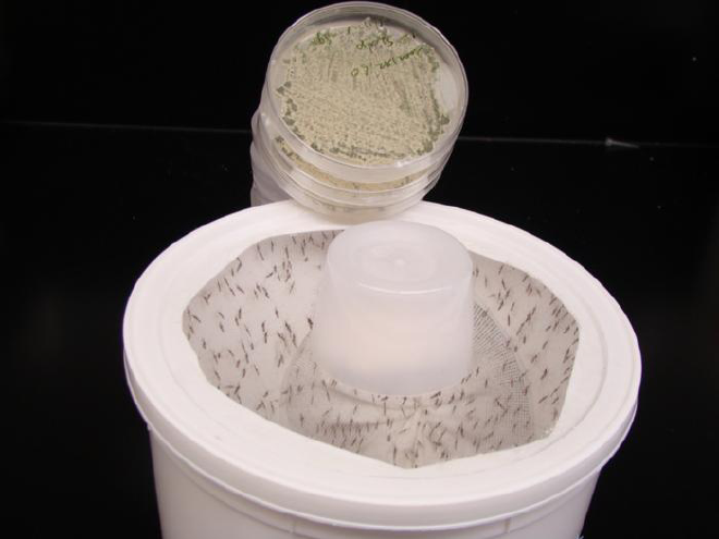 Mosquitoes placed in a container. Credit: Credit: Mark Sherwood and Raymond St. Leger