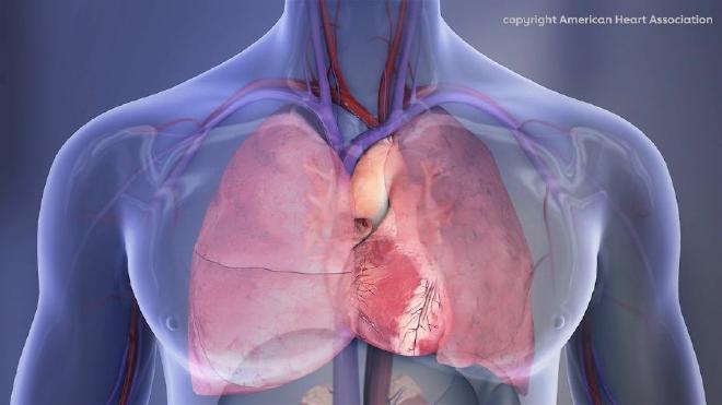 Heart and lungs illustration. Human Chest Cavity illustration: Right lung, left lung, heart. Copyright American Heart Association