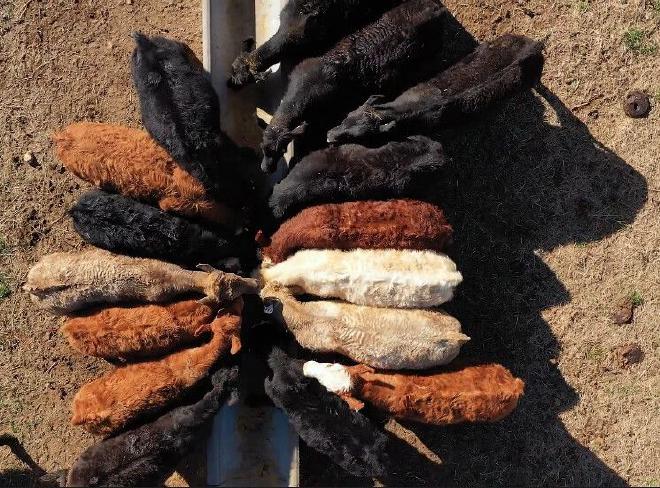 Cattle feeding at a trough at the Livestock and Forestry Research Station near Batesville, Arkansas. Taken Feb. 23, 2024. (U of A System Division of Agriculture image by Ben Aaron)