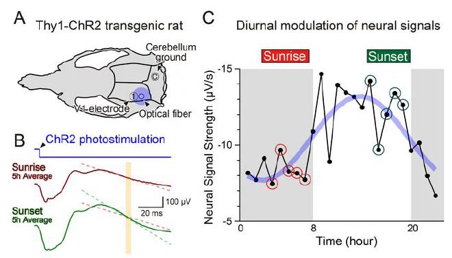Recording daily rhythms of cortical neural signals. (A) In Thy1-ChR2 rats, cortical neurons were optogenetically activated, and local field potentials (LFPs) were recorded in the visual cortex. (B) The slope of the third negative LFP phase was larger at sunset than at sunrise, indicating stronger responses in the evening. (C) Averaged signals over three days showed a ~24-hour sinusoidal pattern synchronized with the light-dark cycle. Image credit and copyright: Yuki Donen, Yoko Ikoma, Ko Matsui