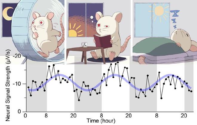 Nocturnal rats are active at night and accumulate fatigue toward dawn. Using optogenetic stimulation of cortical neurons and simultaneous local field potential (LFP) recordings, the study revealed that neural responses were weaker before sunrise and stronger before sunset, indicating a roughly 24-hour rhythm in cortical activity. Image credit and copyright: Yuki Donen, Yoko Ikoma, Ko Matsui