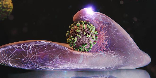 Cells actively help to capture and incorporate influenza viruses. Here, a cell is shown, with a virus in the centre of the image. (Illustration: Emma Hyde / ETH Zurich)