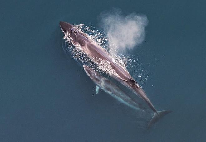 Sei whale (Balaenoptera borealis) mother and calf as seen from the air. Image credit:Christin Khan, NOAA / NEFSC