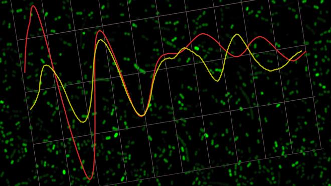 Confocal fluorescence microscopy image. Circadian rhythms of expression. Image credit: courtesy of the researchers
