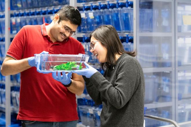 Postdoc collaboration. ISTA’s Nikhil Mishra and Yuting Irene Li are looking for tiny striped zebrafish hiding behind seagrass. Image credit and copyright: ISTA