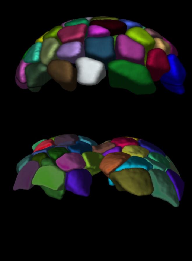 Image credit and copyright: Nikhil Mishra/ISTA