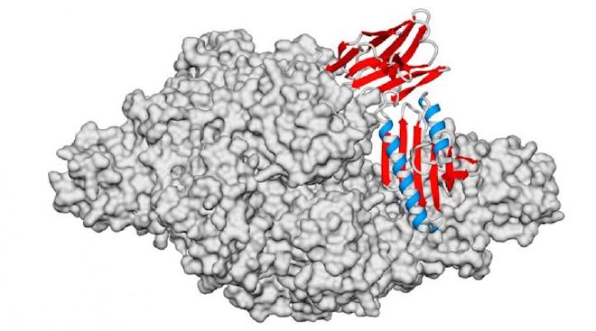 Interacción entre la frataxina (proteína clave de la ataxia de Friedreich) y un nanoanticuerpo (en rojo y azul). Crédito de la imagen: María Florencia Pignataro, Juan A. Hermoso, Lorena Itatí Ibáñez, Javier Santos et al.