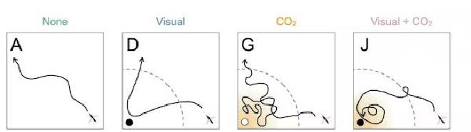 A mosquito’s flight changes with the kind of target presented. David L. Hu