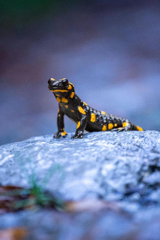 Image by Amel Uzunovic on Pexels