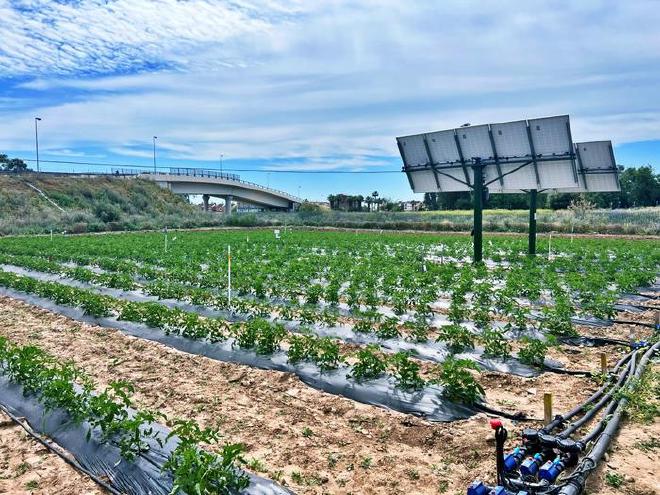 Sustainable production of horticultural crops based on agrivoltaic systems. Image credit: University of Seville