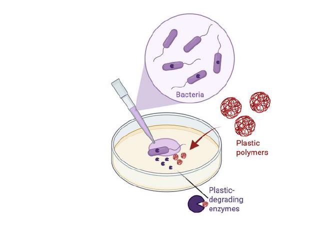 Schematic representation of bacteria producing a plastic-degrading enzyme involved in the breakdown of a plastic polymer. Image credit: Pere Puigbó
