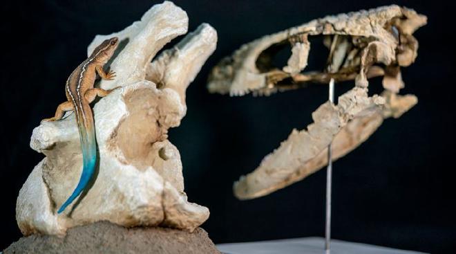 Reconstruction in life of the Paleoteius, by the artist Lautaro Rodríguez Blanco.