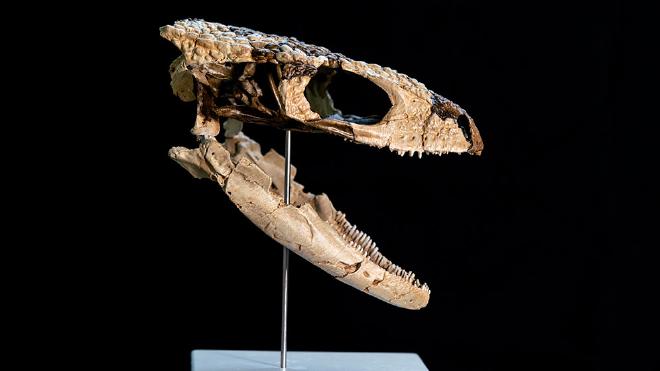 Reconstruction of the skull of Paleoteius by technician Santiago Miner