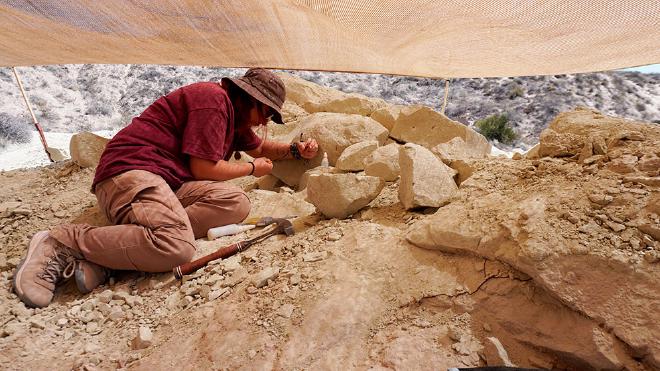 The technician Ana Moreno Rodríguez looking for fossils in the excavation of Paleoteius. Photo: courtesy of researchers.