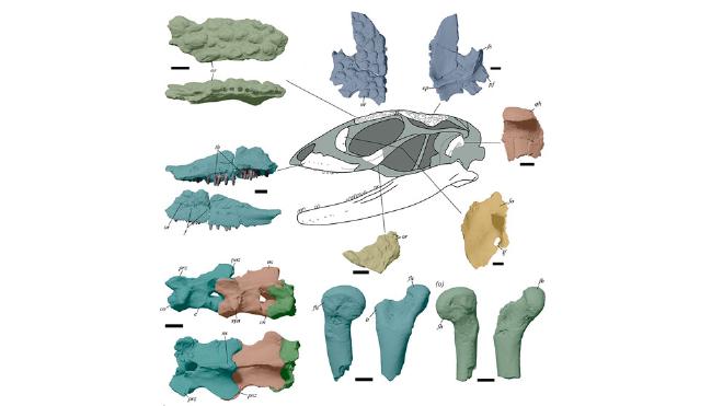 Remains of skull and part of the skeleton of Paleoteius.