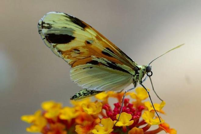 Especies de lepidópteros pertenecientes al anillo de mimetismo &ldquo;tigre&rdquo; neotropical. Crédito de la imagen: University of York