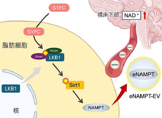 The research revealed that ingested S1PC are absorbed by adipose tissue and activate an enzyme called LKB1, which plays an important role in controlling metabolism. Image credit: Shin-ichiro Imai