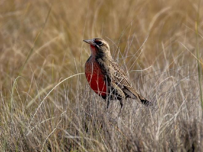 Pampas Meadowlark (young male). Image credit: Hector Bottai from English Wikipedia