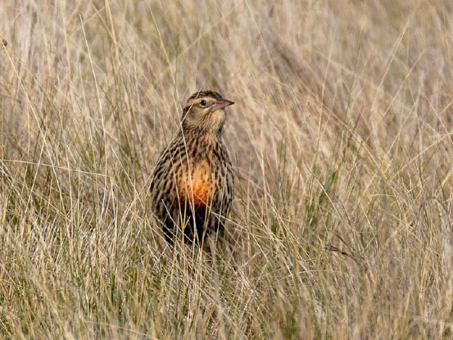 Pampas Meadowlark (female). Image credit: Hector Bottai from English Wikipedia