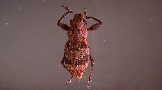 The research showed that the presence of certain bacteria in parthenogenetic female weevils is not enough for them to reproduce, but rather that a certain density is necessary. Image credit: courtesy of the researchers team