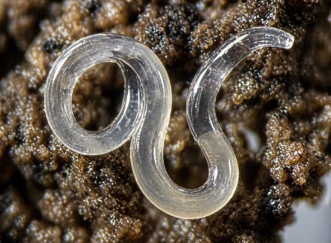 Nematodes have adapted to a range of ecosystems across the land and sea. Most, like this one, live in the soil feeding on living material. They are one of the groups of animals that were part of the study about effects of different environments on the diversity of feeding activities. Image credit: Haifeng Yin