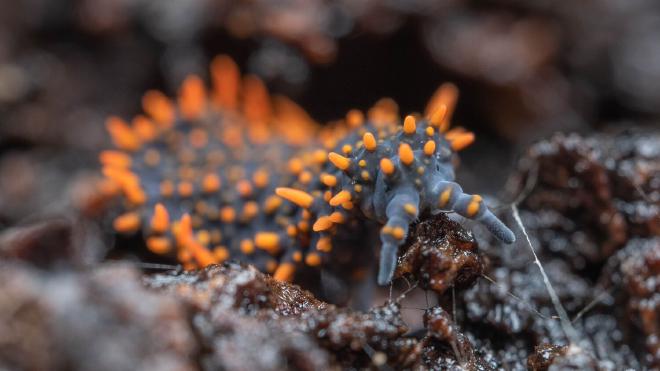 This springtail (Collembola) is one of the tiny creatures in soil that, along with other animals like spiders and earthworms, contributes to nutrient cycling and decomposition. Researchers analysed soil from 19 countries to explore how the variety of feeding activities of such animals changed according to climate and agriculture. Image credit: Frank Ashwood