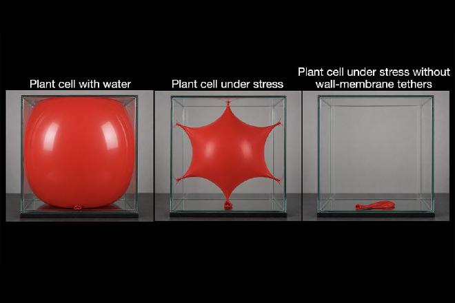 From left to right: Plant cell with water. Plant cell under stress. Plant cell under stress without wall-membrane tethers. Image credit: Yue Rui et al.