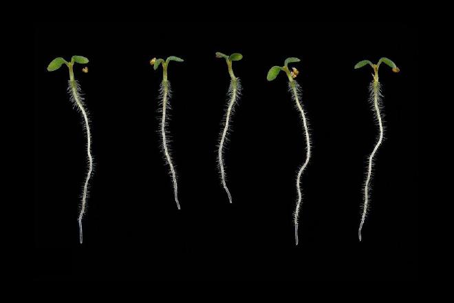 Arabidopsis thaliana grown in the Dinneny lab. Image credit: Yue Rui