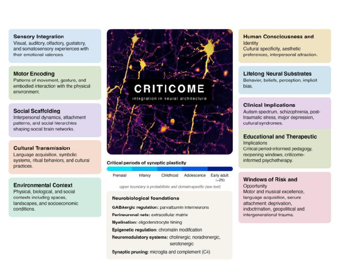 El marco del criticoma: Entendiendo el criticoma. Cinco categorías de información experiencial (izquierda: integración sensorial, codificación motora, andamiaje social, transmisión cultural, contexto ambiental) se integran en la arquitectura neuronal en desarrollo durante períodos críticos de plasticidad sináptica, que abarcan desde el desarrollo prenatal hasta aproximadamente los 25 años. Crédito de la imagen: Julio Licino