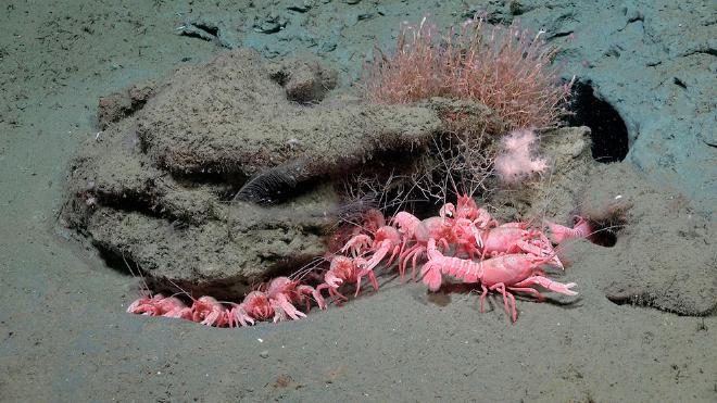 A specimen of Nephrops sp. is recorded in the submarine canyon of Mar del Plata, Argentina. Credits: ROV SuBastian / Schmidt Ocean Institute.