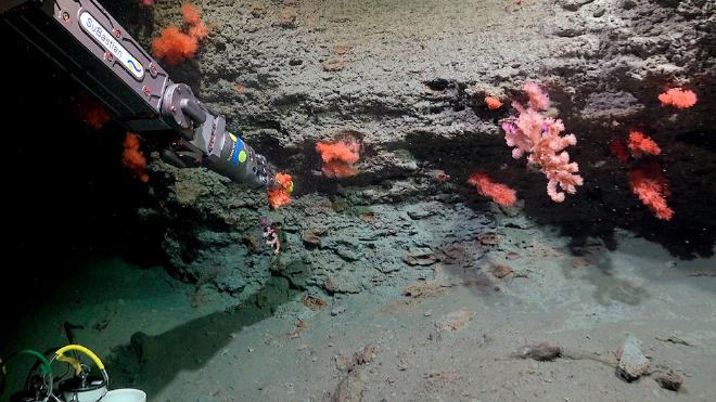 The ROV SuBastian in action: collecting coral samples at a depth of 2,606 meters on the north wall of the Mar del Plata submarine canyon. Credits: ROV SuBastian / Schmidt Ocean Institute.