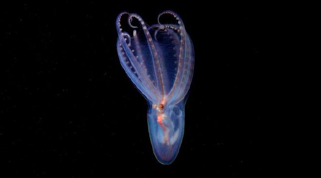 An amazing telescope octopus ( Amphitretus sp .) documented at a depth of 888 meters in the Mar del Plata canyon. Credits: ROV SuBastian / Schmidt Ocean Institute.