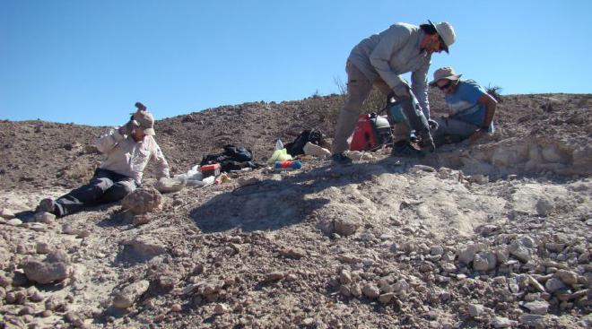Collection campaign in the Chañares Formation. Photo: Cardillo et all.