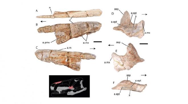 Reconstruction of Shakajlura&rsquo;s skull. Photo: Cardillo et al.
