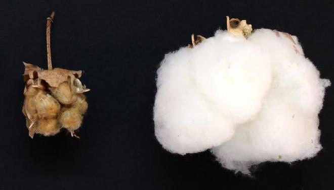 Wild cotton, on left, has short, brown, and coarse fibers, while modern domesticated cotton has white, fine and abundant fibers. A new study led by Iowa State University scientists identified the northwestern Yucatan Peninsula in Mexico as the original source of domesticated cotton. Image credit: Corrinne Grover/Iowa State University