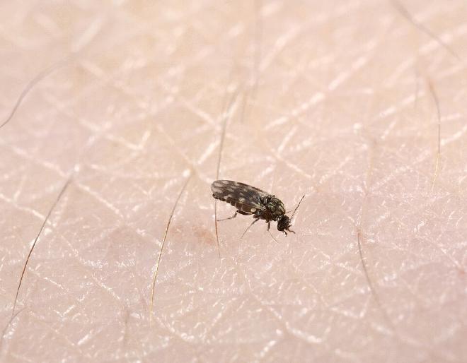 Biting midges (commonly called sandflies) are a common nuisance insect around marine environments
