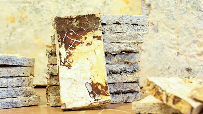 The mycelium creates a network of microscopic filaments in the biomass that branch and fuse with each other and with the substrate, chemically integrating with it. Photos: CONICET Mendoza