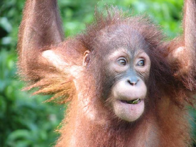 Orangutan smiling - Image credit: Marina Davila-Ross