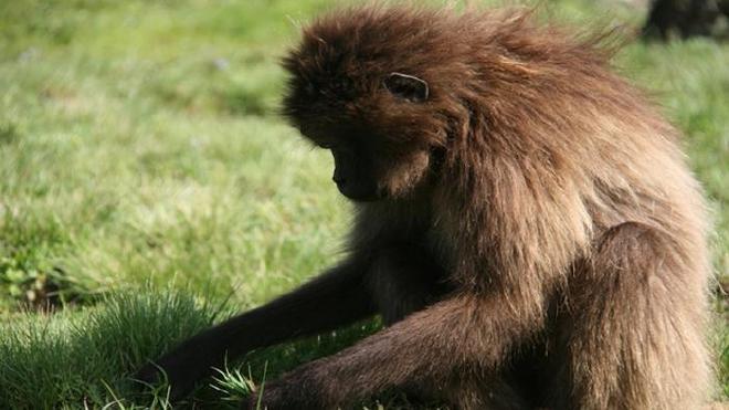 The study opens up a new scenario with models capable of distinguishing extant primates with diverse diets. Image credit: Laura M. Martínez - University of Barcelona