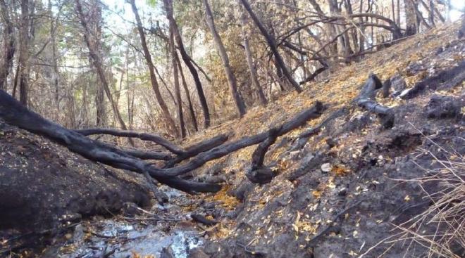 Zona del incendio Cholila-Golondrinas. Crédito de la imagen: Assef et al..