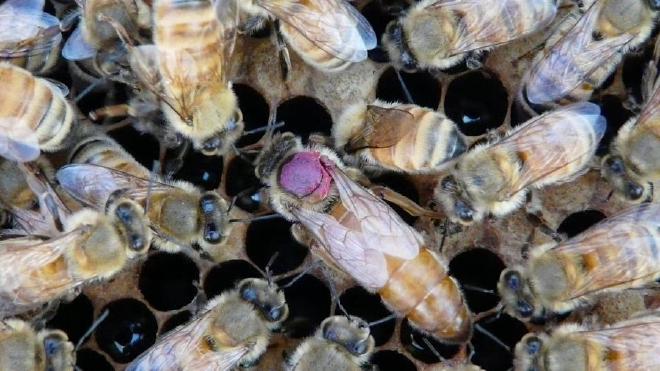 A honeybee queen surrounded by her retinue, which is an ever-changing group of worker bees charged with her care, feeding and protection. The fuchsia spot is applied to queen bees to make her easier to identify. Image credit: Sascha Nicklisch/UC Davis