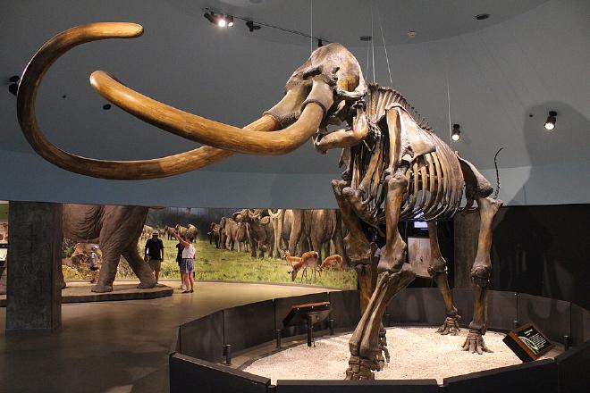 Skeleton of Mammuthus columbi on display at the Page Museum at the La Brea Tar Pits. Image credit: Jonathan Chen