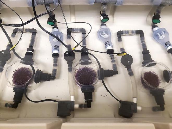 Erizos de mar en cámaras de respirometría, que monitorizan el consumo de oxígeno (cambios en el metabolismo) a medida que aumenta la temperatura del agua. Crédito de la imagen: Murray Duncan