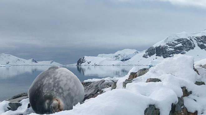 Antarctic of the Southwest Atlantic and adjacent islands. Credits: Germán García