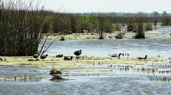Pampas lagoons in the north. Credits: Rodrigo Sinistro